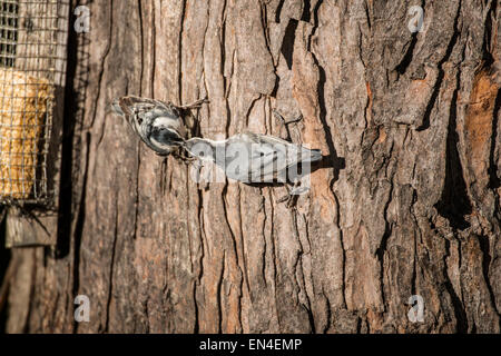 Erwachsenen weiß-breasted Kleiber Fütterung ein Jungtier aus einem Talg Feeder auf Baum Stockfoto