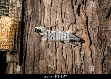 Erwachsenen weiß-breasted Kleiber Fütterung ein Jungtier aus einem Talg Feeder auf Baum Stockfoto