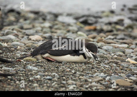 Kinnriemen Pinguin (Pygoscelis Antarctica) Abholung Stein für Nest, Frei Station, Antarktis Stockfoto
