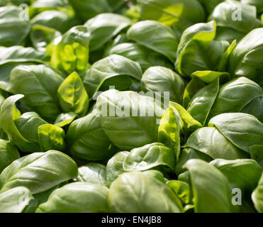 große Basilikumblätter grüne aromatischen mediterranen alle dicht beieinander Stockfoto