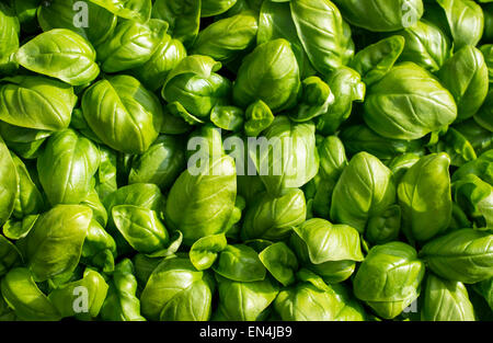 große Basilikumblätter grüne aromatischen mediterranen alle dicht beieinander Stockfoto