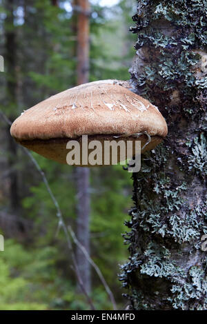 Piptoporus Betulinus, Birke Polypore, Birke Halterung, Rasiermesser Streichriemen Stockfoto