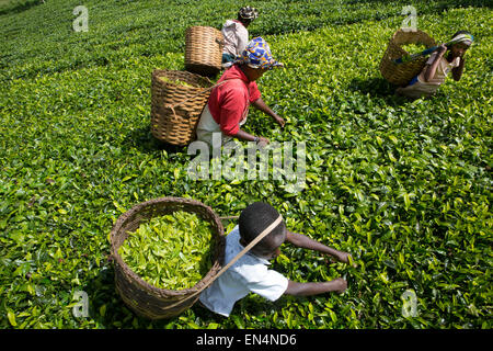 Teeproduktion in Kenia Stockfoto