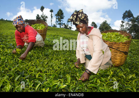 Teeproduktion in Kenia Stockfoto