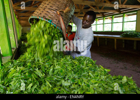 Teeproduktion in Kenia Stockfoto