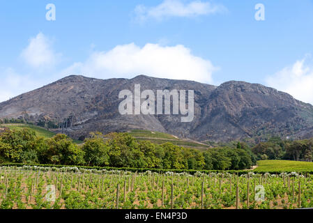 Groot Constantia Wine Estate, Constantia, Kapstadt, Westkap, Südafrika Stockfoto