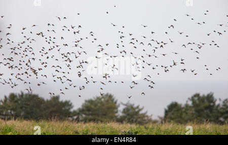 Hänflinge, eine Herde über einen Bauernhof Feld, Norfolk, England, UK. Stockfoto