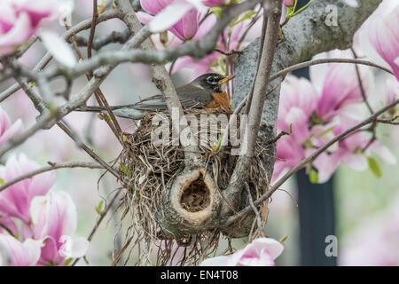 Amerikanischer Robin (Turdus Migratorius) ist ein wandernder Singvogel in der Soor Familie Sitzung am Nest im Magolia Baum Stockfoto