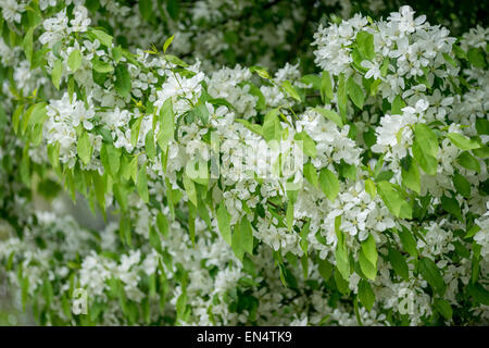 Malus Baccata sibirischen Manchurian chinesischen Crab Apple blossom Stockfoto