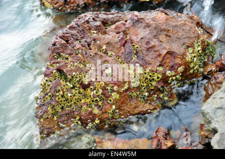 Roter Fels, der ins Hinterwasser eingetaucht ist Stockfoto