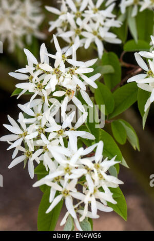 Amelanchier Lamarckii, verschneiten canescens Stockfoto