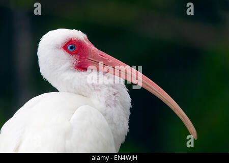 Weißer Ibis Eudocimus Albus Schlafplatz Stockfoto