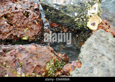 Roter Fels, der ins Hinterwasser eingetaucht ist Stockfoto