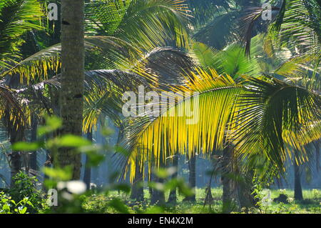 Gelbe Kokosnuss Blätter glänzen im Sonnenlicht. Stockfoto