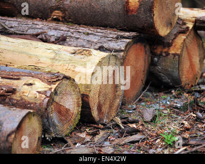 Ein Haufen von Protokollen an einem Holz arbeitet in Mid Wales. Stockfoto