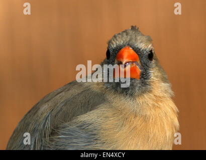 Weibliche Northern oder rote Kardinal (Cardinalis Cardinalis), Gefangener Vogel im Burgers Zoo, Arnheim, Niederlande Stockfoto