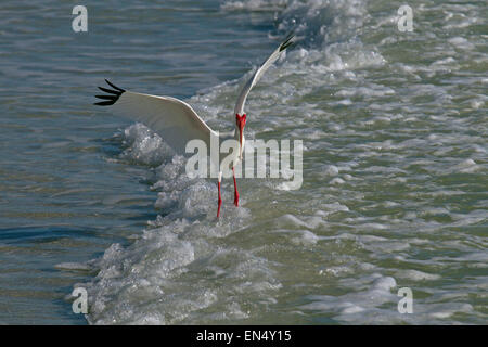 Weißer Ibis Eudocimus Albus Fütterung in der Brandung Fort Myers beach Golf-Küste Florida USA Stockfoto