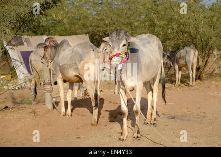 Das Nagaur Vieh Messe von Rajasthan ist einmal im Jahr von Januar bis Februar statt. Stockfoto