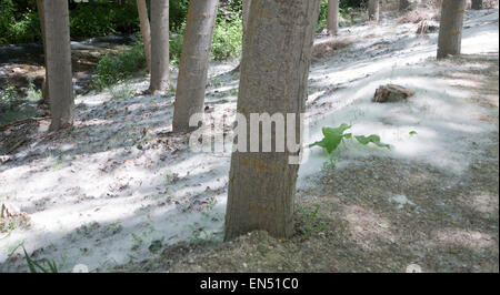 Baum-Boden Bedeckung des weißen Samen der Beben Aspen, Populus Tremuloides, Alhama de Granada, Spanien Stockfoto