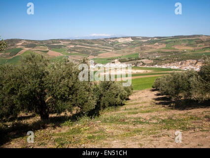 Bäume in einem Olivenhain in der Nähe von Alhama de Granada, Spanien. Stockfoto