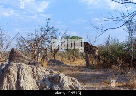 Erwachsenen Giraffe Beweidung auf Baum, reserve Moremi Game, Okawango-Delta Stockfoto