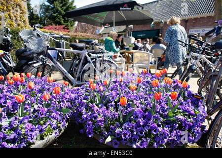 Orange Tulpen sind am Königstag in den Niederlanden gesehen. Stockfoto