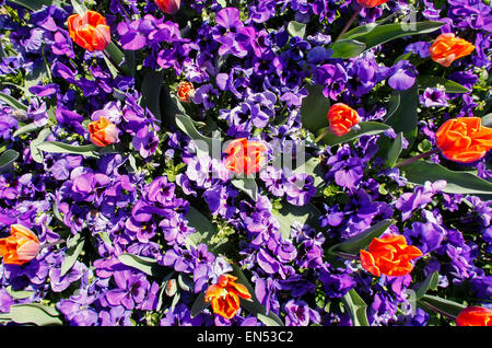 Orange Tulpen sind am Königstag in den Niederlanden gesehen. Stockfoto