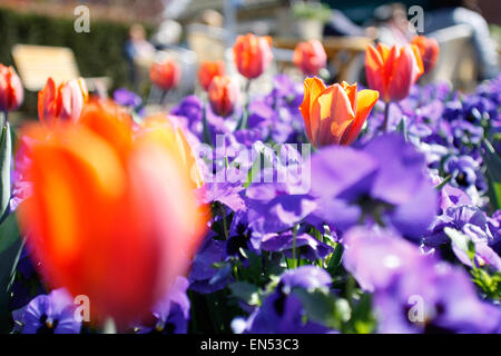 Orange Tulpen sind am Königstag in den Niederlanden gesehen. Stockfoto