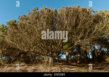Ansicht zu schließen, bis großer Baum, Loredo, Kantabrien, Spanien, Europa Stockfoto