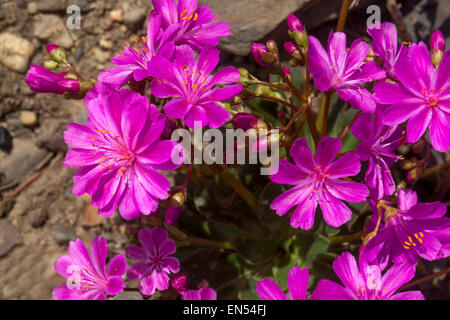 Lila Lewisia, Cliff Zimmermädchen Stockfoto