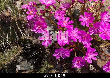 Lila Lewisia, Cliff Zimmermädchen Stockfoto