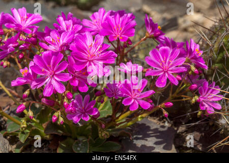 Lila Lewisia, Cliff Zimmermädchen Stockfoto