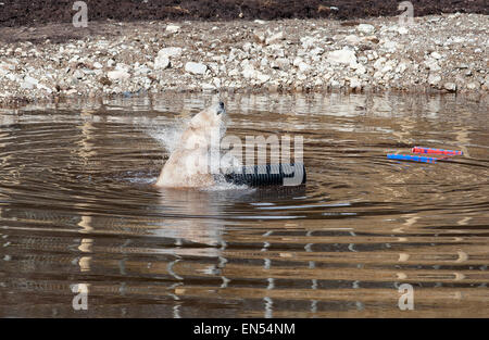 Kincraig, Schottland. 28. April 2015. Victoria ein 18 jähriger, die weiblichen Eisbären ihr ersten Tag, genießt ihr neues Gehege im Highland Wildlife Park in Kincraig zu erkunden. Inverness-Shire, Schottland. Victoria ist die einzige weibliche Eisbär im Vereinigten Königreich. Bildnachweis: David Gowans/Alamy Live-Nachrichten Stockfoto