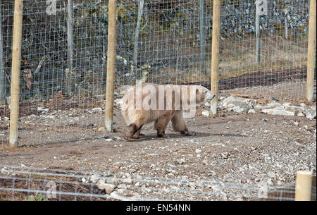 Kincraig, Schottland. 28. April 2015. Victoria ein 18 jähriger, die weiblichen Eisbären ihr ersten Tag, genießt ihr neues Gehege im Highland Wildlife Park in Kincraig zu erkunden.  Inverness-Shire, Schottland. Victoria ist die einzige weibliche Eisbär im Vereinigten Königreich. Bildnachweis: David Gowans/Alamy Live-Nachrichten Stockfoto