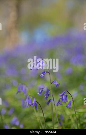 Glockenblumen hautnah an Emmetts Gärten in Kent. Stockfoto