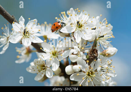 Sieben spot Ladybird auf Blackthorn Blüte Stockfoto
