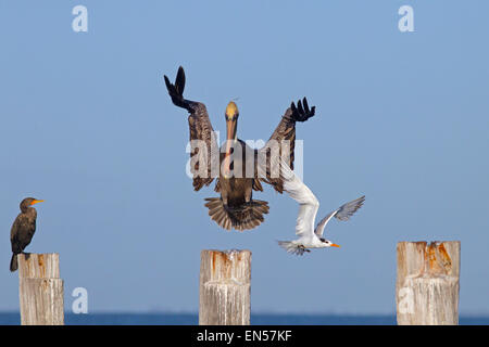 Brauner Pelikan Pelecanus Occidentalis kommen ins Land verdrängen Royal Tern Florida Gulf Coast USA Stockfoto