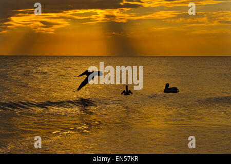 Braune Pelikane Pelecanus Occidentalis im Flug bei Sonnenuntergang Florida Gulf Coast USA Stockfoto