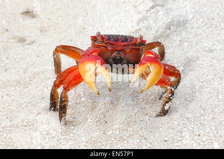 Rote Krabben am Strand, Seychellen. Stockfoto