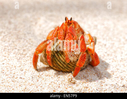 Einsiedlerkrebs hautnah am Strand, Seychellen, La Digue Stockfoto