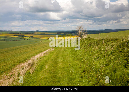 Weg über Kreide Downland Hochland Landschaftskulisse alle Cannings nach unten, in der Nähe von East Kennet, Wiltshire, England-Cumulus-Wolken Stockfoto