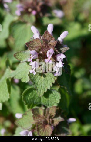 Red Dead Nettle, Lamium purpureaum Stockfoto