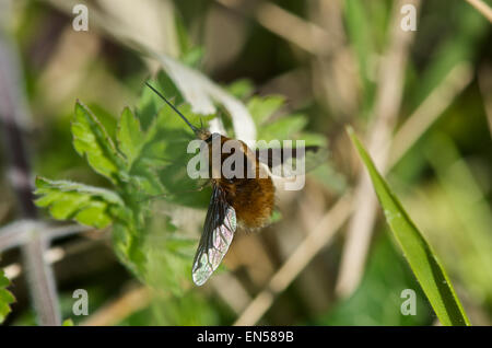 Bee Fly - Bombylius großen im Unterholz Stockfoto