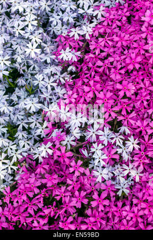 Schleichende Phlox douglasii abstrakt Stockfoto