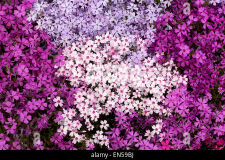 Farbenfrohe Phlox Douglasii White lila Phlox Frühlingsgarten Stockfoto