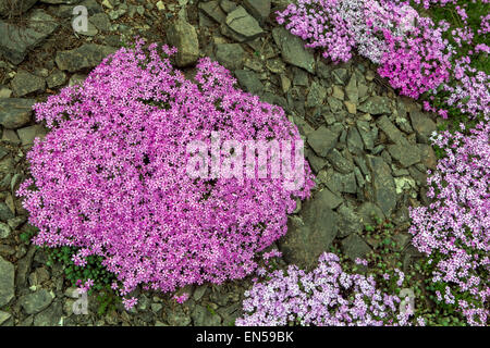 Purple Phlox douglasii Steingarten Stockfoto