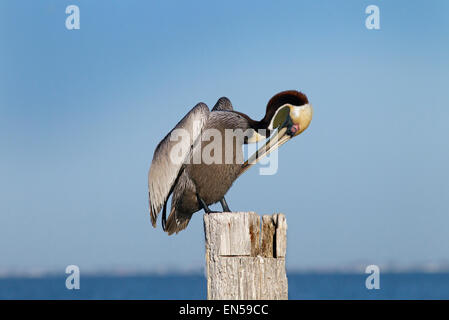 Der braune Pelikaner Pelecanus occidentalis Fort Myers Strand-Golf Küste Florida USA Stockfoto