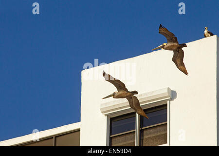 Osprey Pandion haliaetus Golfküste Florida USA Stockfoto