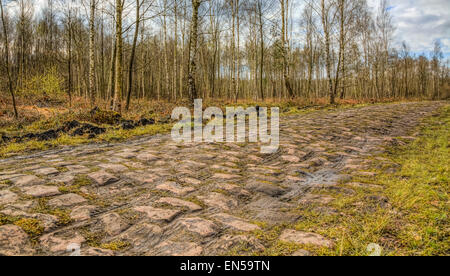 Bild der berühmten Kopfsteinpflaster Straße aus dem Wald von Arenberg (Pave d ' Arenberg). Stockfoto