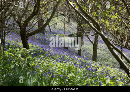 Glockenblumen Teppich die Wälder bei Emmetts Gärten in Kent. Stockfoto